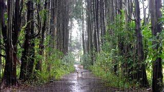 10 Hours of Refreshing Rain Sounds in the Forest - White Noise for Relaxation, Meditation