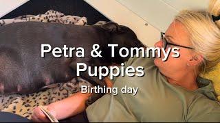 Staffordshire Bull Terrier gives birth to 8 Puppies - Contains Graphic birthing images