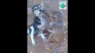 Funny monkeys doing stupid things