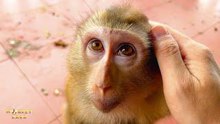 Monkey Kaka's eyes look at her father with so much affection