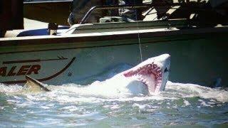 BIG 9 Foot Sand Tiger Shark Caught in the Delaware Bay  - Shark Fishing 2011