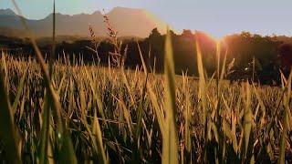 INTO THE NATURE | Afternoon Rice Field Cinematic