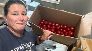 What to do with a box of tomatoes/ salsa!!!!…VLOG