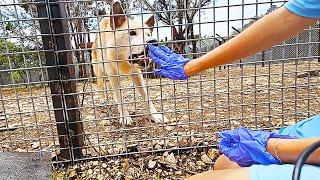 Maya does a POV of feeding Timber the wolfdog