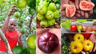  ഈ 2 1/2 സെന്റിൽ ഇനി ഏത് Fruit Plant ആണ് ഇല്ലാത്തത് !!  #EXOTICFRUITSPLANTS