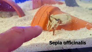 European common cuttlefish - Sepia officinalis