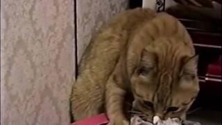 1996年春頃撮影　まぐろ　テッシュ　掘りました。　猫動画