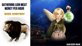 [BDO] Gathering Lion Meat - 2000 Mastery - Money Per Hour - 2024
