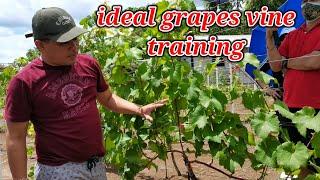 HOW TO TRAIN GRAPES VINE PART 1 | VERTICAL GRAPES TRELLIS | GRAPES TRAINING