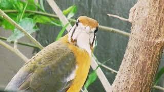 Orange Bird video -The Orange-headed Ground Thrush (Zoothera citrina)