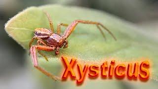 Spider xysticus ( паук бокоход или паук краб) macro video