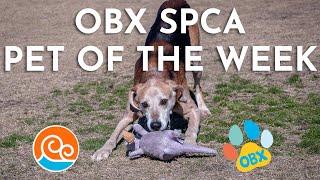 Outer Banks Pet of the Week: Grandpa Al! (February 24, 2025)