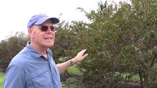 Spreading Disease To Fruit Trees On Purpose