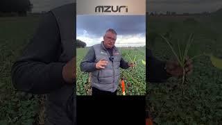 Технологія STRIP-TILL від MZURI PRO-TIL - гарний результат в складних погодних умовах!   #agro