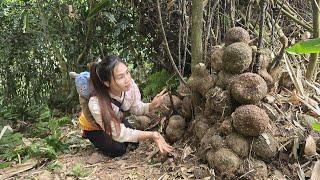 Single mother harvests wild potatoes to sell. Gardening and growing potatoes | Mụi Muội - My life