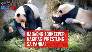 Babaeng zookeeper, nakipag-wrestling sa panda! | GMA Integrated Newsfeed