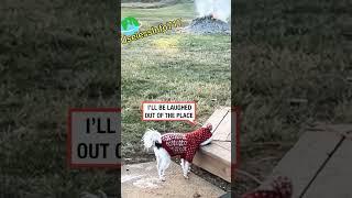 "Don't Do What I Did!" #youtubeshorts #funny #animals #dog