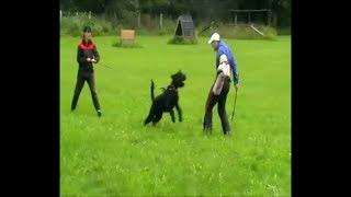 High Class K9 "Jeff",  Giant Schnauzer trained in obedience & protection