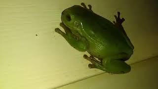 City Slickers Move To The Country 2020 -green tree frog ( #8 short video )