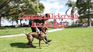 How to Charge your dog's clicker, and understanding "markers"!