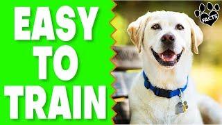 Top 10 Easy to Train Dog Breeds That Will Steal Your Heart - Dogs 101