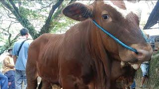 14.000‼️PENERUS BRUNO||SAPI KONTES APPSI||pasar sapi jatirogo|tuban|jatim