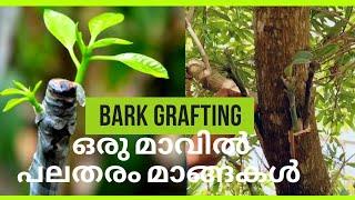 MULTIPLE VARIETIES ON A SINGLE TREE/GRAFTING TECHNIQUE/BARKGRAFTING EXPLAINED IN MALAYALAM