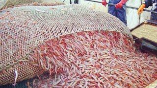 Life On World's Most Advance Prawn Trawler | A Floating Prawn Factory In Atlantic Ocean