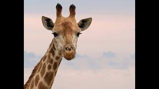 Giraffe mating call