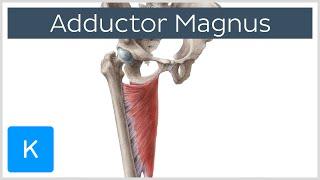 Adductor Magnus Muscle - Function & Origins - Human Anatomy | Kenhub