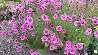 Blooming Cosmos flowers