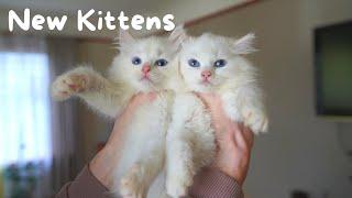 Ragdoll Kittens and their First Day Home | The Cat Butler