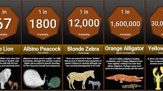 Probability Comparison: Rarest Animal