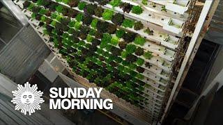 Vertical farming: A new form of agriculture