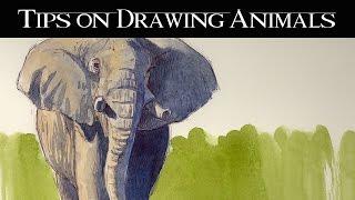 Drawing Animals From Life
