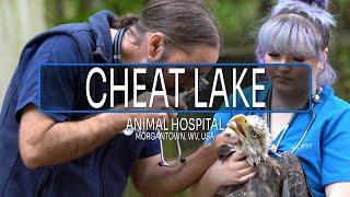 IDEXX Veterinary Software Customer Story | Cheat Lake Animal Hospital