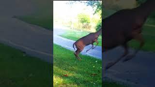 Deer Jump Competition! #animals