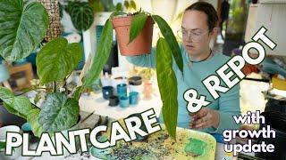 All the plant care - with 1 month growth update! | Plant with Roos