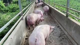 How to catch pigs for sale របៀបដេញជ្រូកលក់