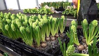 Netherlands Agriculture Technology - Cultivation Of Hyacinths In Greenhouse