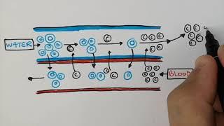 Countercurrent Gas Exchange In Fish | GCSE Biology (9-1) | kayscience.com