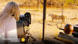 A Lion Chasing a Warthog is Gold for Filmmaker Sam Davis  Big Cat Country | Smithsonian Channel