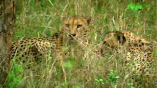 Wild Animals of Africa-San Wild Sanctuary