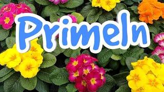 Primeln pflegen gießen düngen Standort vermehren Primeln Primula Primel