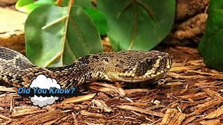 Eastern Diamondback Rattlesnake: The King of Rattlers!