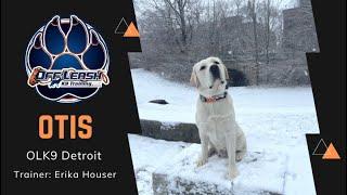 “OTIS” a 10 m/o Lab | Impulsive to Impressive | Detroit Dog Trainers