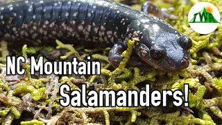 All About Salamanders!