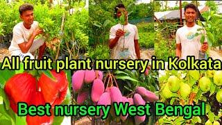 Surab Nursery visit fruit plant nursery in Kolkata West Bengal all fruit plants nursery available