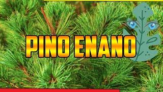 PARA QUE SIRVE  Pino enano  Pinus pumila  BENEFICIOS RESFRIADO  PLANTAS MEDICINALES, Usos