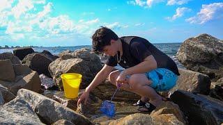 Catching HIDDEN CREATURES In TIDE POOLS For My SALTWATER AQUARIUM!!